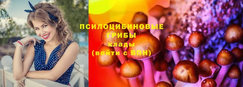 Галлюциногенные грибы Psilocybine cubensis  Ленск 